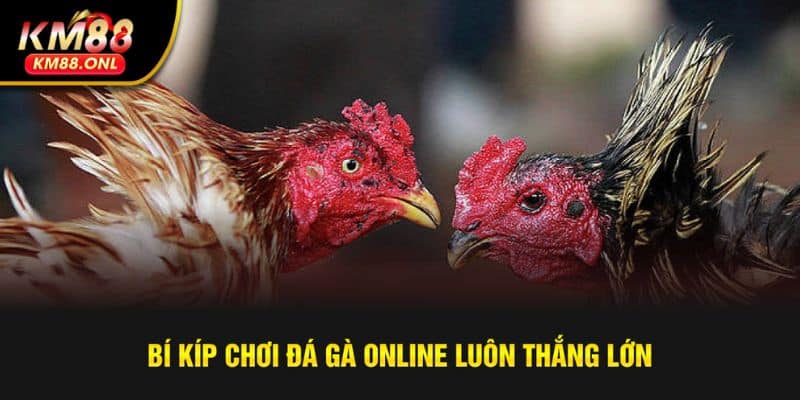 Chia sẻ bí kíp chơi chọi kê hiệu quả