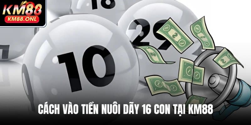 Chia sẻ công thức vào tiền nuôi dàn 16 con