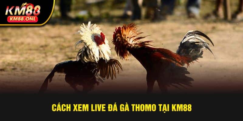 Hướng dẫn xem live đá gà Thomo đơn giản tại KM88