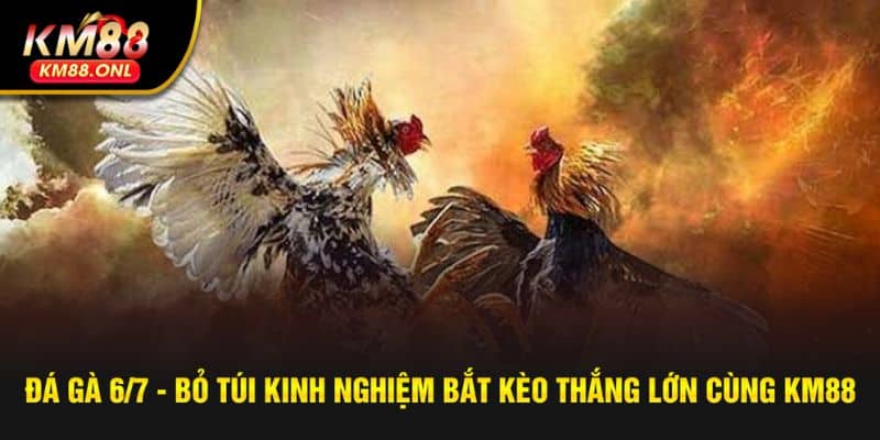 gà đá 6/7