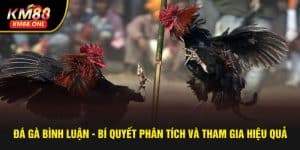 đá gà bình luận