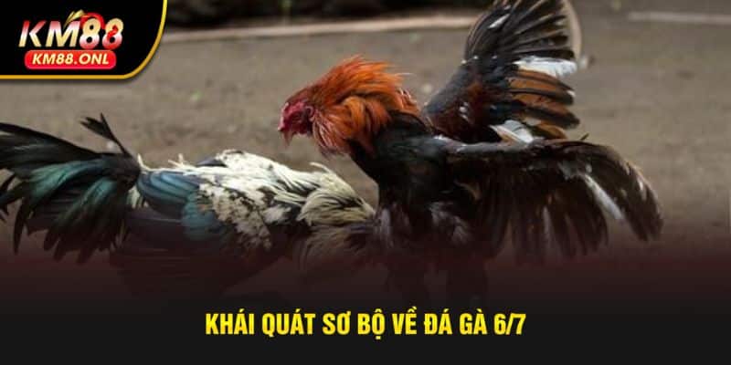 Khám phá điểm khác biệt thú vị của gà đá 6/7