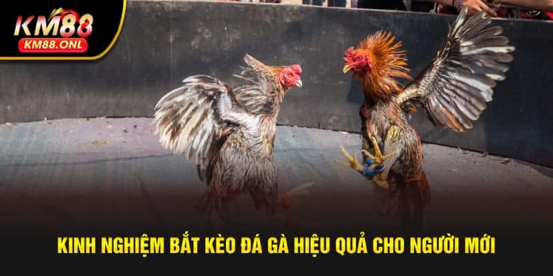 Bí quyết bắt kèo đá gà 6/7 không bao giờ trượt