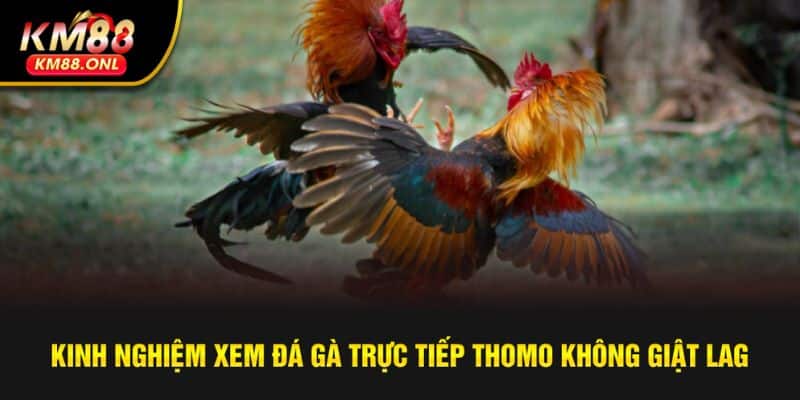 Bỏ túi kinh nghiệm theo dõi đá gà Thomo trọn vẹn
