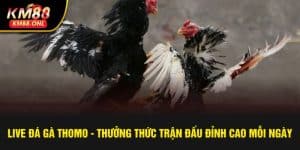 live đá gà Thomo