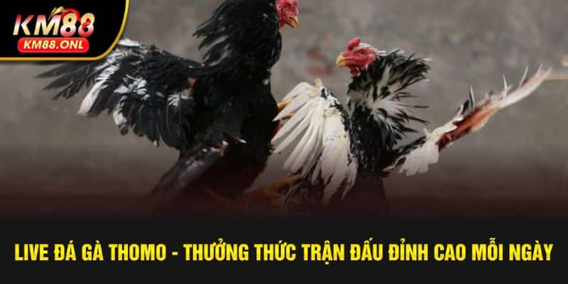 live đá gà Thomo