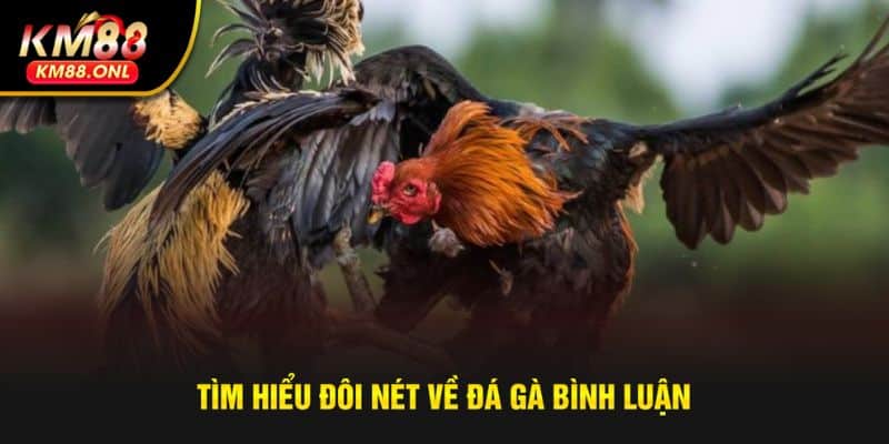 Khám phá khái niệm của đá gà bình luận