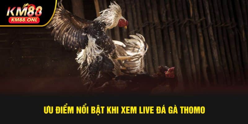 Xem trực tiếp chọi kê tại KM88 vô cùng mượt mà